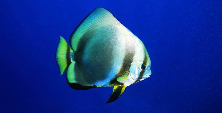 Paraha Peue Platax orbicularis