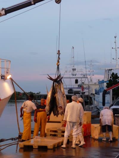 Débarquement Poissons Port De Pêche