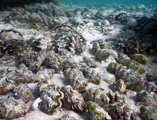 Aquaculture de bénitiers : Mission de suivi des stocks à Reao