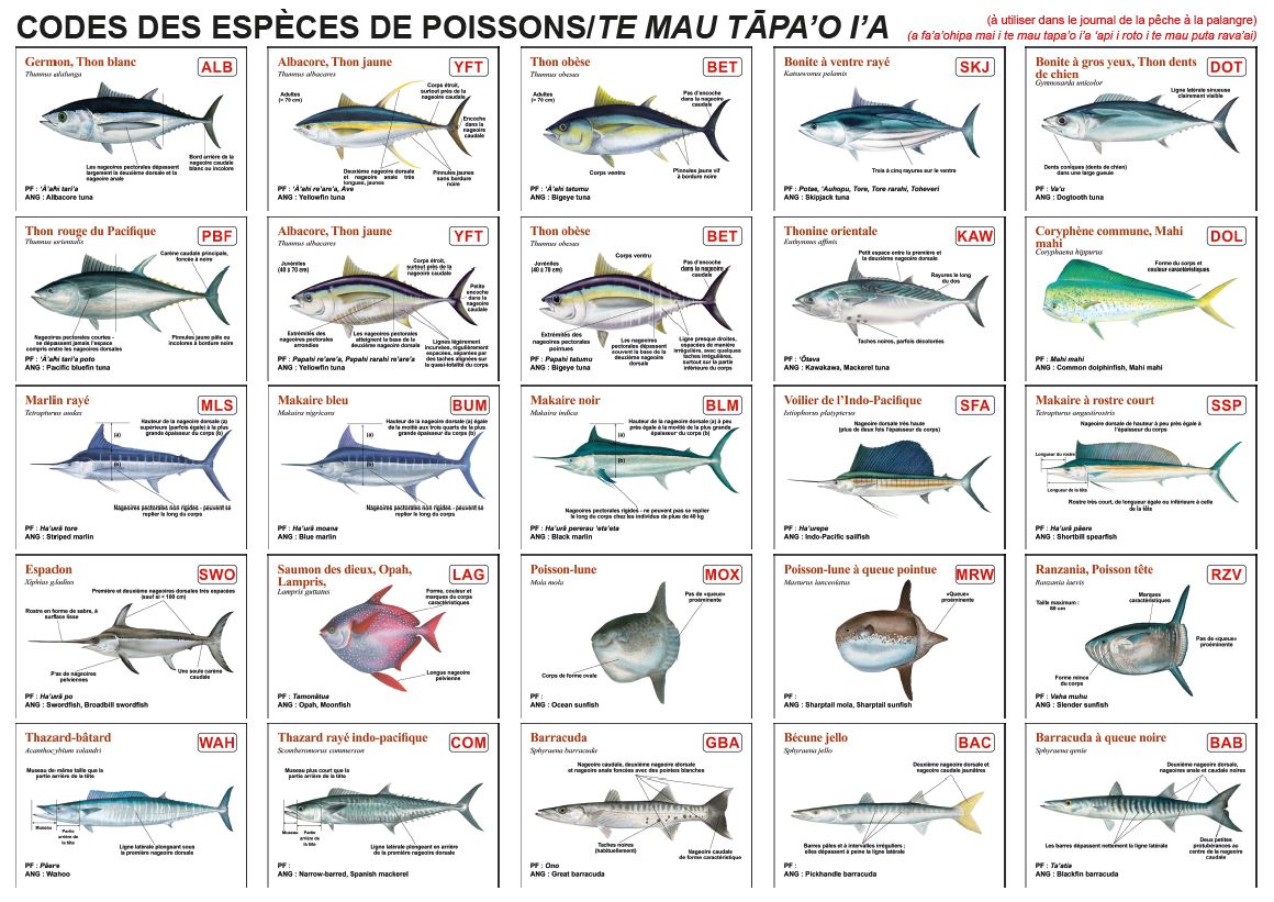 P che C ti re Direction Des Ressources Marines p-che-c-ti-re-direction-des-ressources-marines